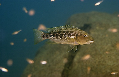 Lepidiolamprologus elongatus 'Kantalamba'